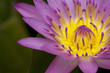 lotus lotus