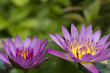 lotus lotus