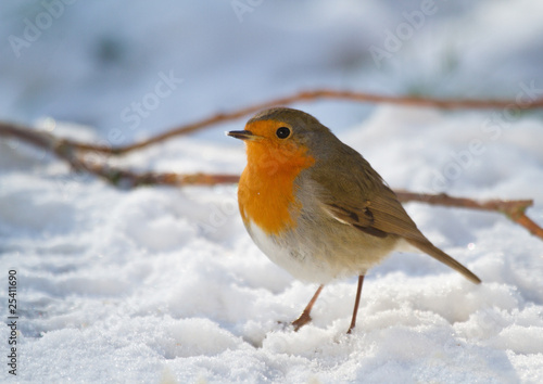 Photo : Rouge-gorge familier - European Robin - Erithacus rubecula Rouge-gorge familier - European Robin - Erithacus rubecula