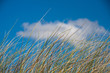 Dünen unter blauem Himmel