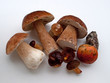 Waldpilze
