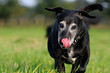 Hundesenior auf Wiese