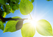 Green branch in sunny day Green branch in sunny day