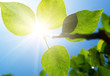 Green branch in sunny day Green branch in sunny day