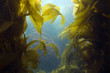 luscious green underwater kelp forest at catalian island, califo luscious green underwater kelp forest at catalian island, califo
