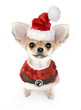 Chihuahua puppy wearing Santa costume isolated Chihuahua puppy wearing Santa costume isolated
