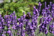 Schmetterling auf einer Blume