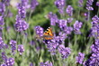 Schmetterling auf einer Blume