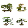 collection of the best china bonsai with white isolated backgrou