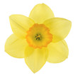 daffodil