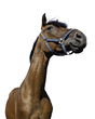 A friendly looking horse