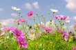 Cosmea 03