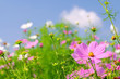 Cosmea 06