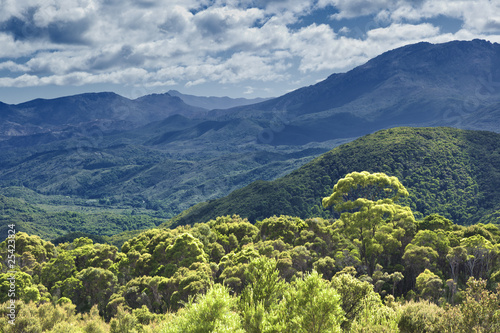 Photo: australia rain forest australia rain forest