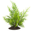 Young sapling, sprout a thuja Young sapling, sprout a thuja