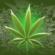 Marijuana