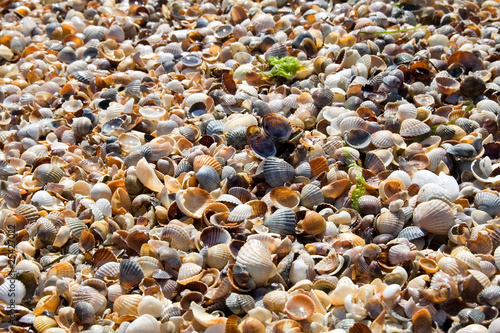 Photo: Seashell background Seashell background