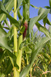 Foto: Field Corn Field Corn