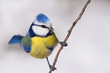 Blaumeise