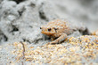 getarnter Frosch am Atlantikstrand
