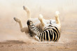 Zebra rolling Zebra rolling