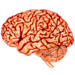 Human brain lateral view Human brain lateral view
