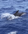 pilot whale free in open sea blue mediterranean pilot whale free in open sea blue mediterranean