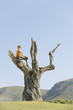 spain, mallorca, boy (8-9) sitting in tree