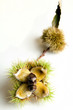 Chestnuts on white