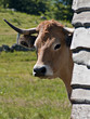 Vache aubrac