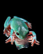 Green Tree Frog Sitting on Mirrored Surface
