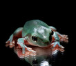 Green Tree Frog Sitting on Mirrored Surface
