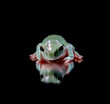 Green Tree Frog Sitting on Mirrored Surface