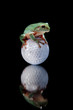 Green Tree Frog Sitting on Golf Ball