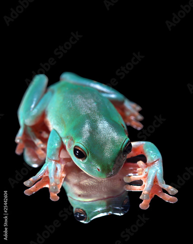 Photo: Green Tree Frog Sitting on Mirrored Surface Green Tree Frog Sitting on Mirrored Surface