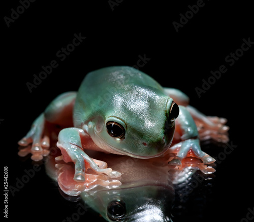 Photo: Green Tree Frog Sitting on Mirrored Surface Green Tree Frog Sitting on Mirrored Surface
