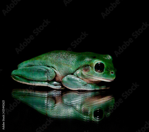Photo: Green Tree Frog Sitting on Mirrored Surface Green Tree Frog Sitting on Mirrored Surface