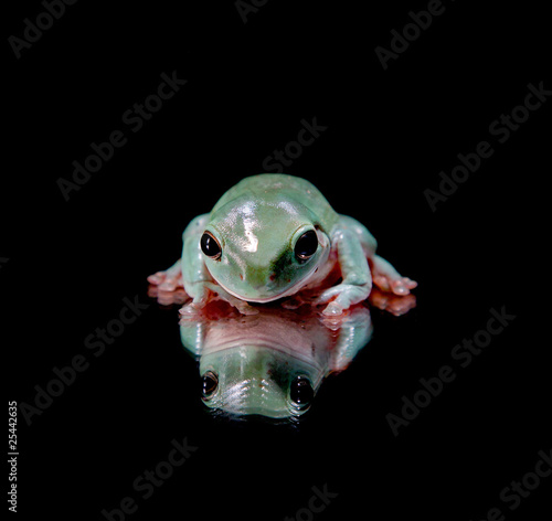 Photo: Green Tree Frog Sitting on Mirrored Surface Green Tree Frog Sitting on Mirrored Surface