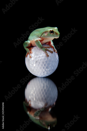 Photo: Green Tree Frog Sitting on Golf Ball Green Tree Frog Sitting on Golf Ball