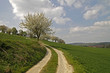 Kirschbaumblüte, Hagen, Osnabrücker Land, Niedersachsen, Germany