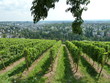 Wein am Neroberg