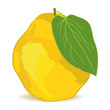 quince quince