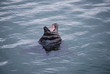 Phoque en plein mer