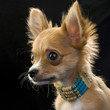 chihuahua puppy with bone beads portrait