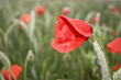 Poppy