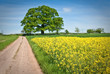 Oak
