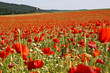 Poppy