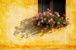 Window flowers