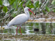 White Ibis