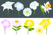 Verschiedene Blüten (mit Clippfad)
